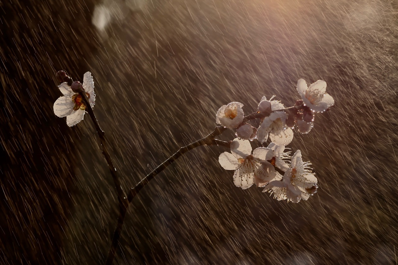 Rain sleep environment